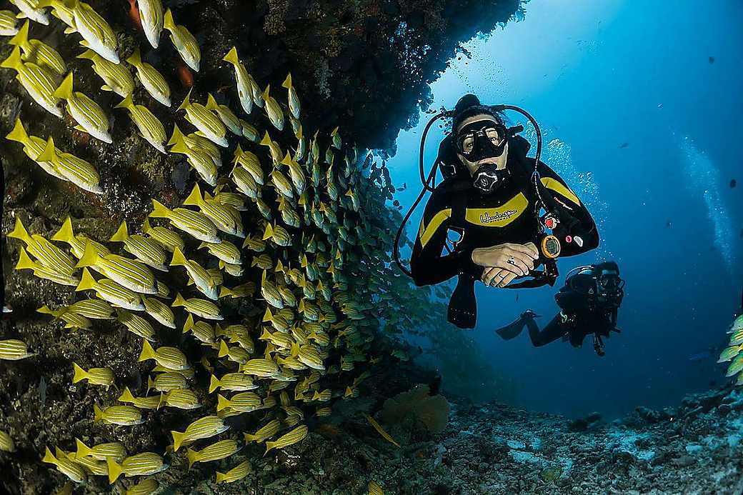 A scuba diver over a reef wall beside a school of yellow fish