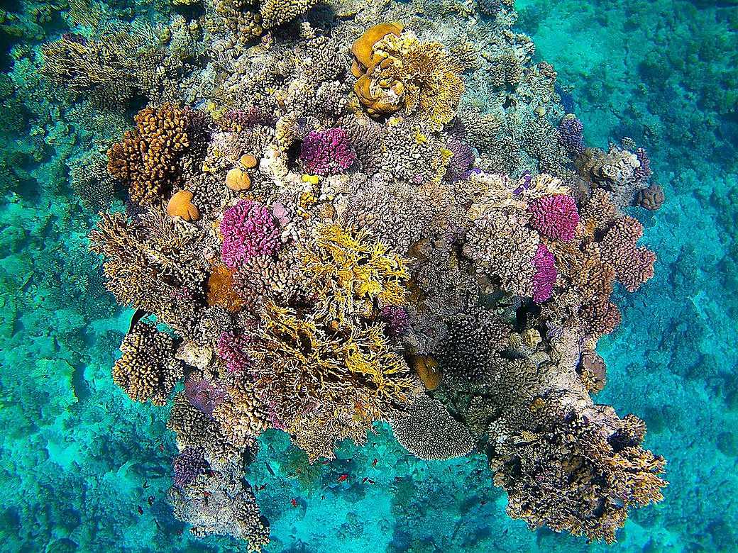 Colourful coral garden in clear turquoise water