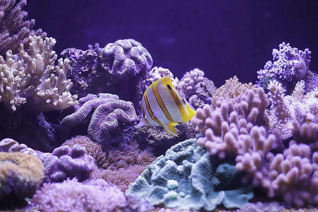 A butterflyfish over colourful coral