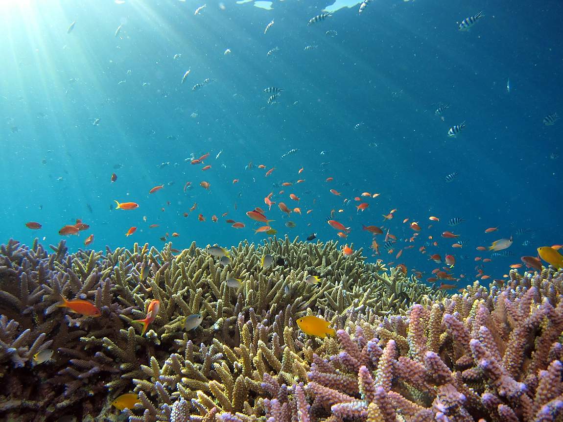 Divers over a coral reef