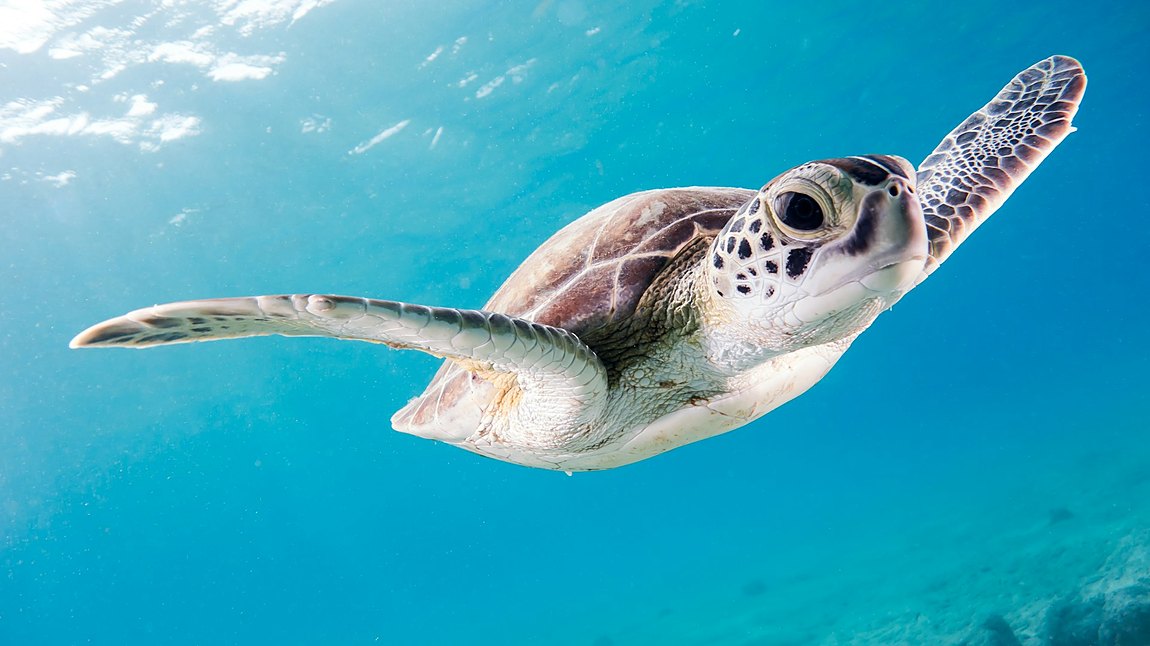 Sea turtle over the reef